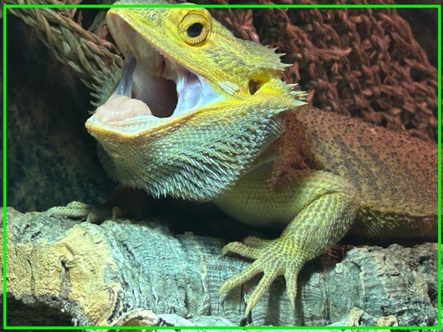 baardagaam leusden.jpg